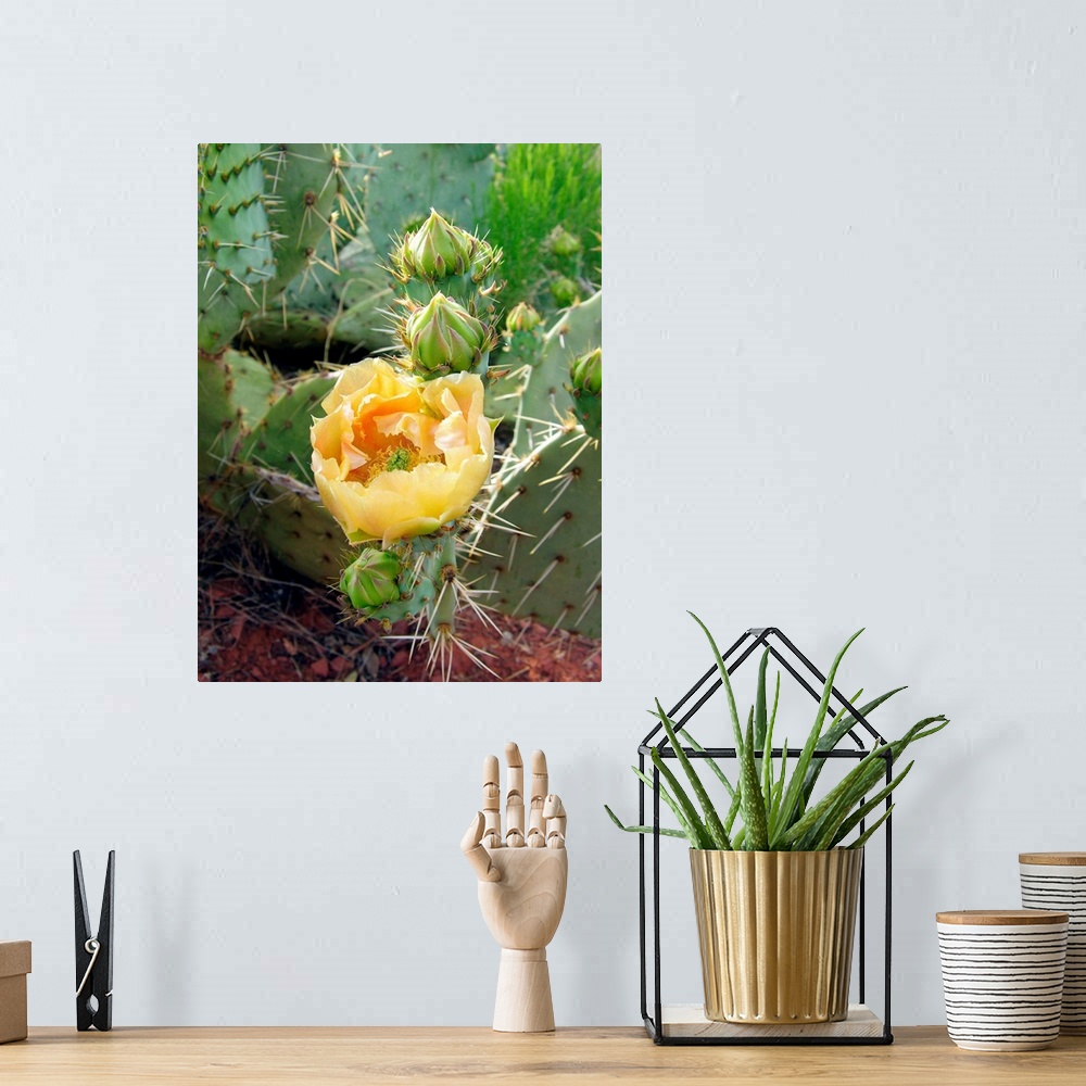 A bohemian room featuring Prickly pear cactus flower (Opuntia sp.). Photographed in Red Rock Canyon, Sedona, Arizona, USA.