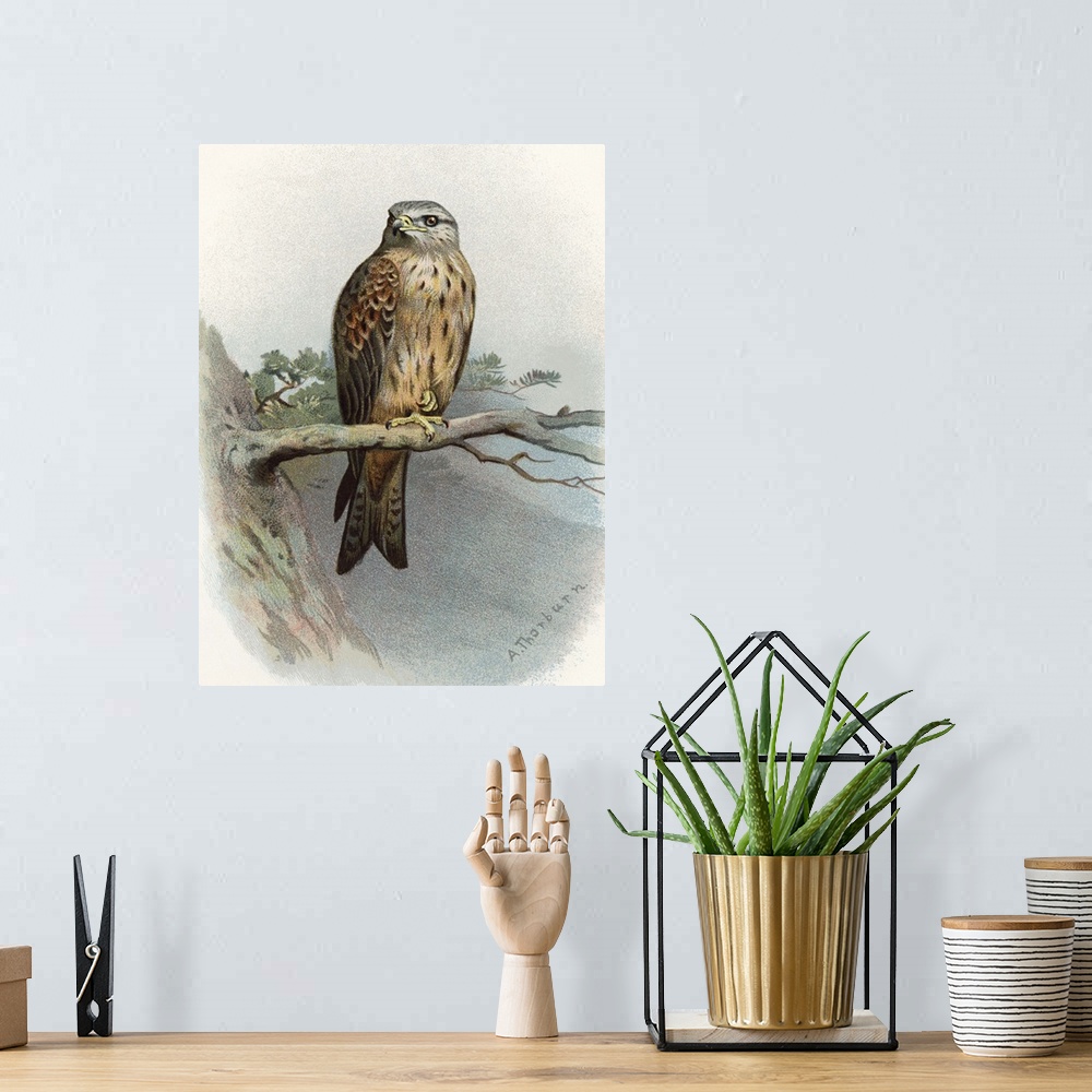 A bohemian room featuring Red kite. Historical artwork of a red kite (Milvus milvus) perched on a branch. This bird of prey...