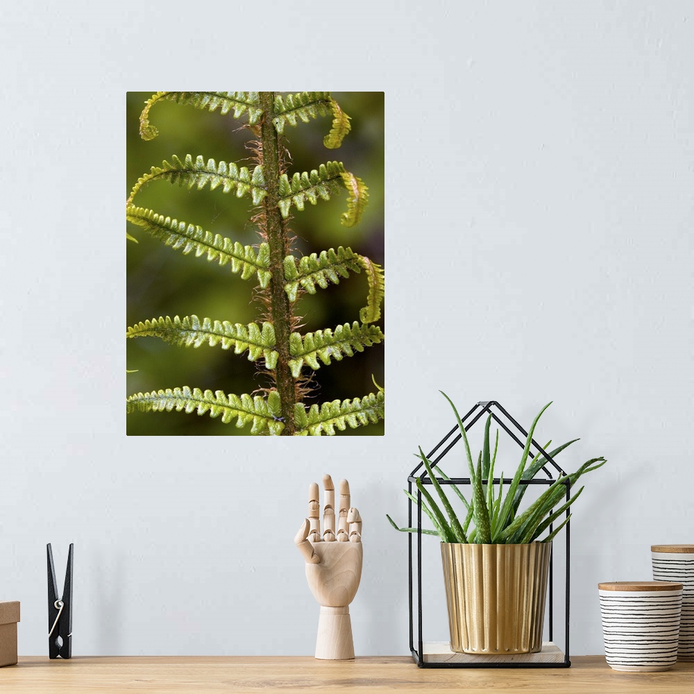A bohemian room featuring Scaly male fern (Dryopteris affinis) unfolding frond.