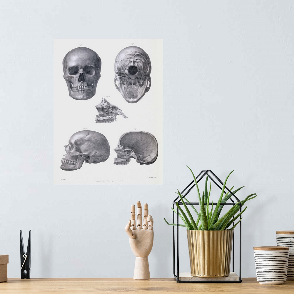 A bohemian room featuring Skull anatomy. Historical anatomical artwork of various views of the human skull. The frontal vie...