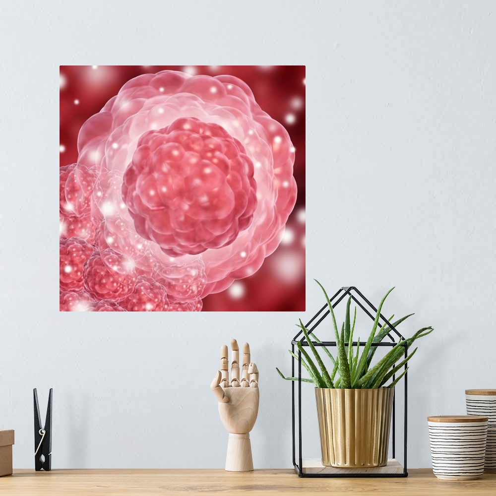 A bohemian room featuring Stem cell, conceptual artwork. Development stages of a stem cell are at centre, with a clump of s...