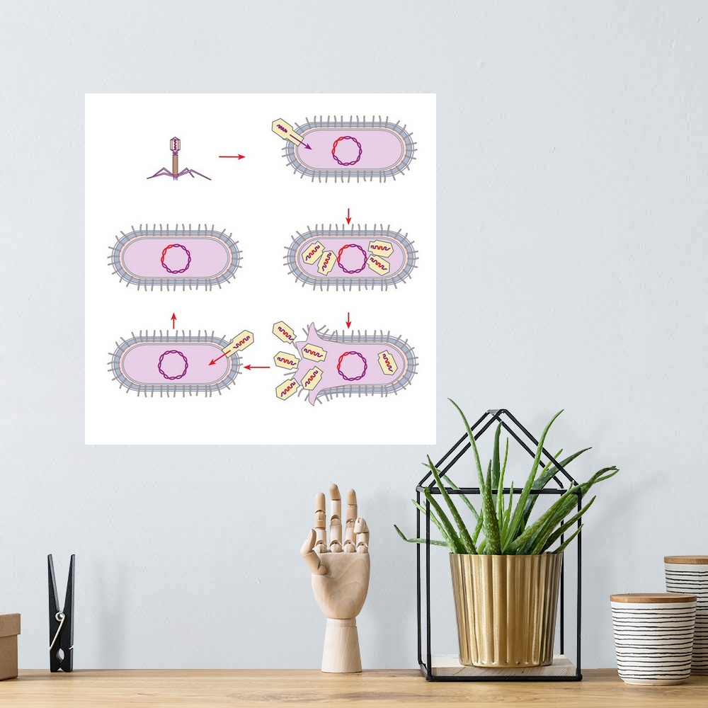 A bohemian room featuring Viral transfer of bacterial DNA. Computer artwork showing the process of transduction, whereby ge...