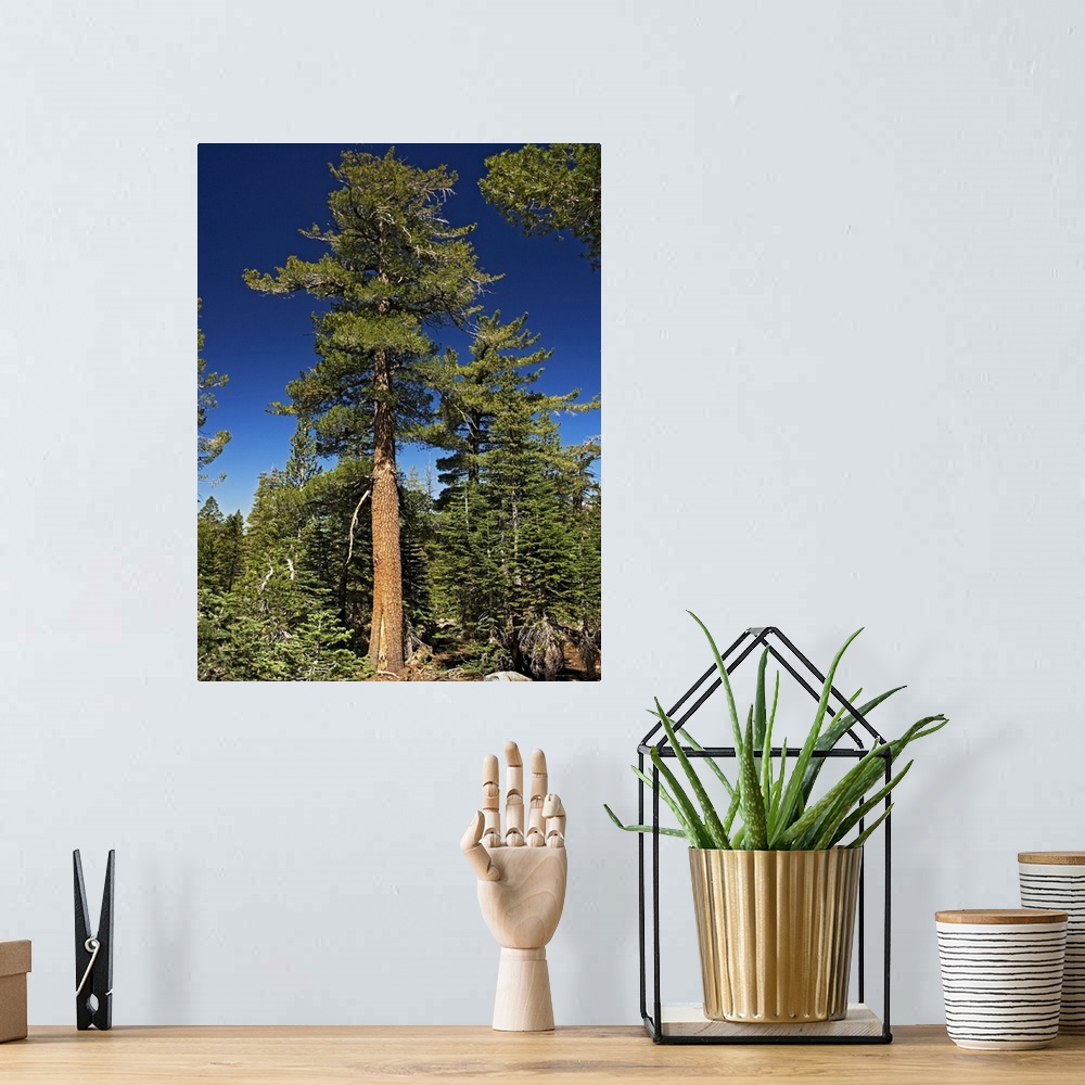 A bohemian room featuring Western white pine tree (Pinus monticola). Photographed at around 3000 metres in the Sierra Nevad...