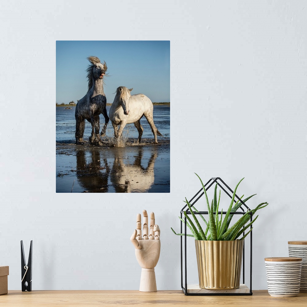 A bohemian room featuring White Camargue horse stallions fighting in the water.