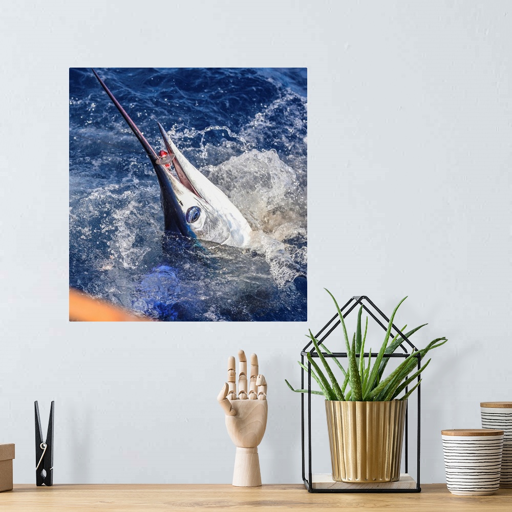 A bohemian room featuring A striped marlin bites a large lure in Mexican waters.