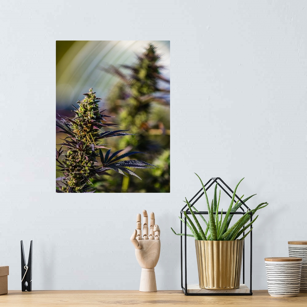 A bohemian room featuring Close up of a green cannabis plant with a blurred background.