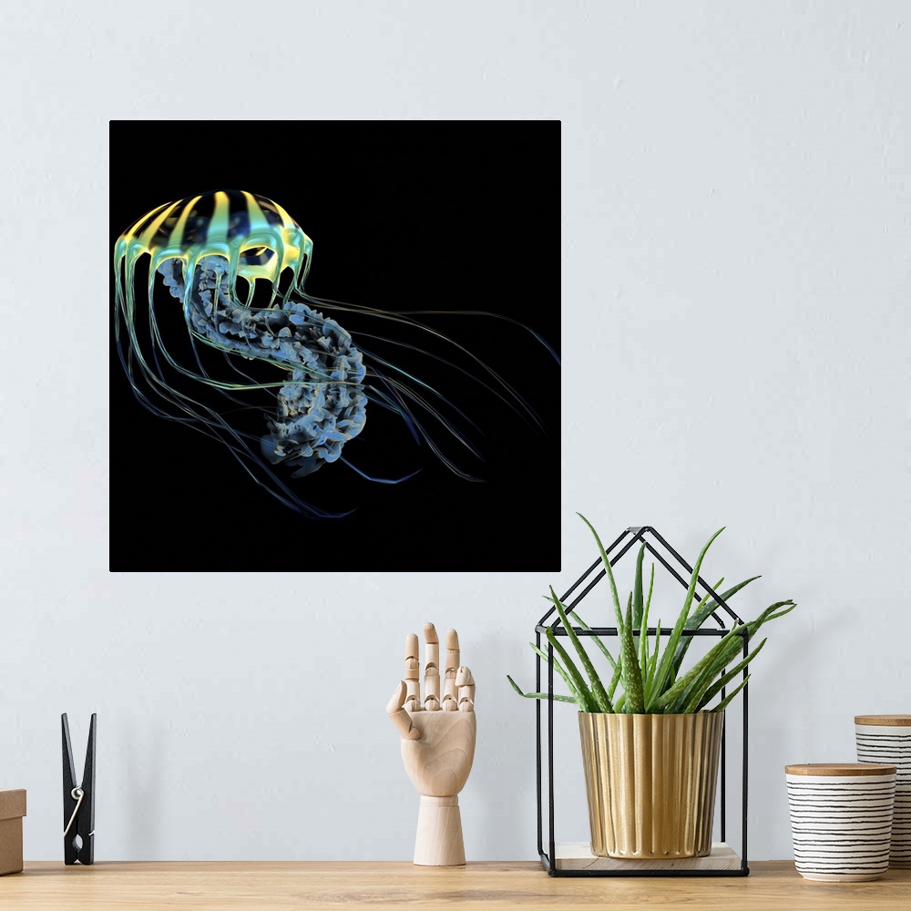 A bohemian room featuring A bioluminescent Jellyfish is a predator catching small fish and organisms with their poisonous t...