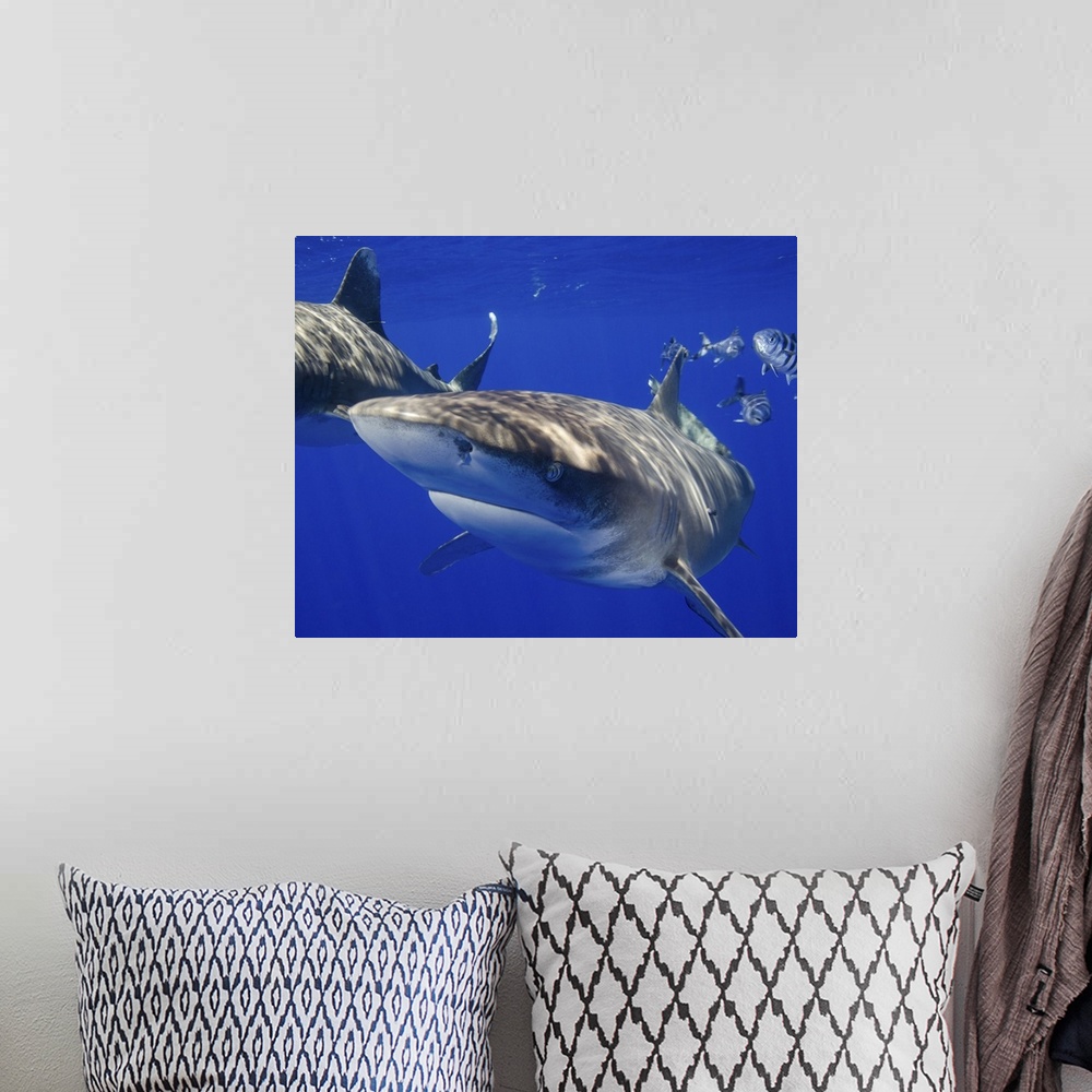 A bohemian room featuring A curious oceanic whitetip shark, Cat Island, Bahamas.