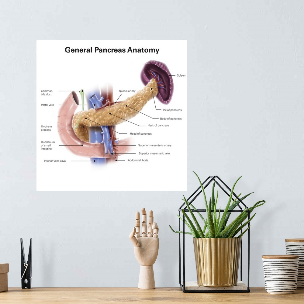 A bohemian room featuring Anatomy of human pancreas, with labels.