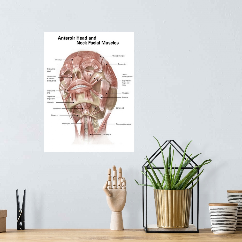 A bohemian room featuring Anterior neck and facial muscles of the human head (with labels).