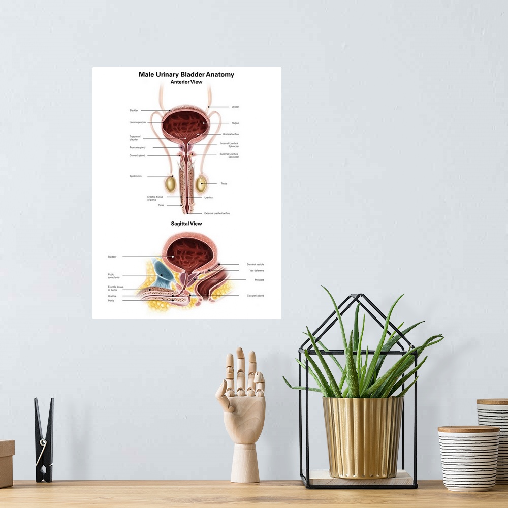 A bohemian room featuring Anterior view and sagittal view of male urinary bladder.