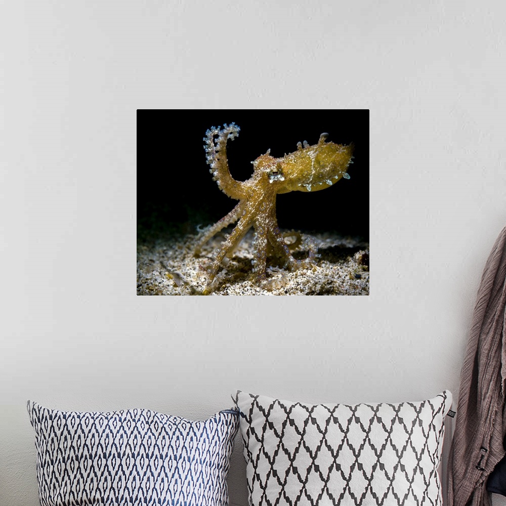 A bohemian room featuring Blue-ringed octopus in defensive stance, Anilao, Philippines.