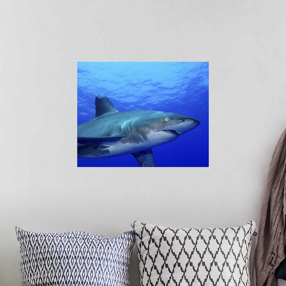 A bohemian room featuring Close-up side view of an oceanic whitetip shark, Cat Island, Bahamas.
