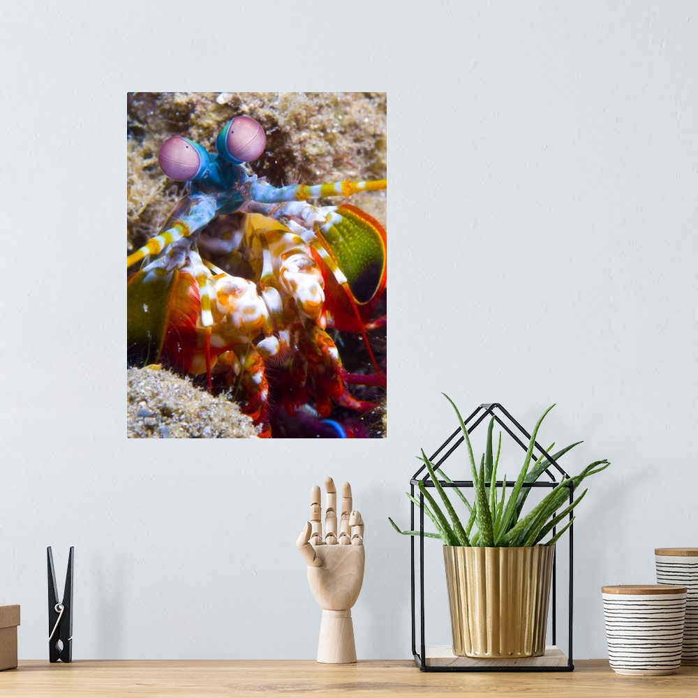 A bohemian room featuring Close-up view of a Mantis Shrimp, Papua New Guinea.