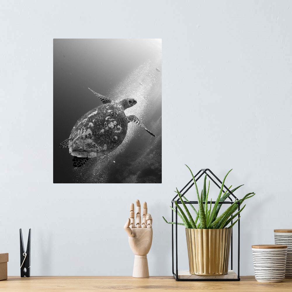 A bohemian room featuring Hawksbill turtle ascending against a colony of bubbles.