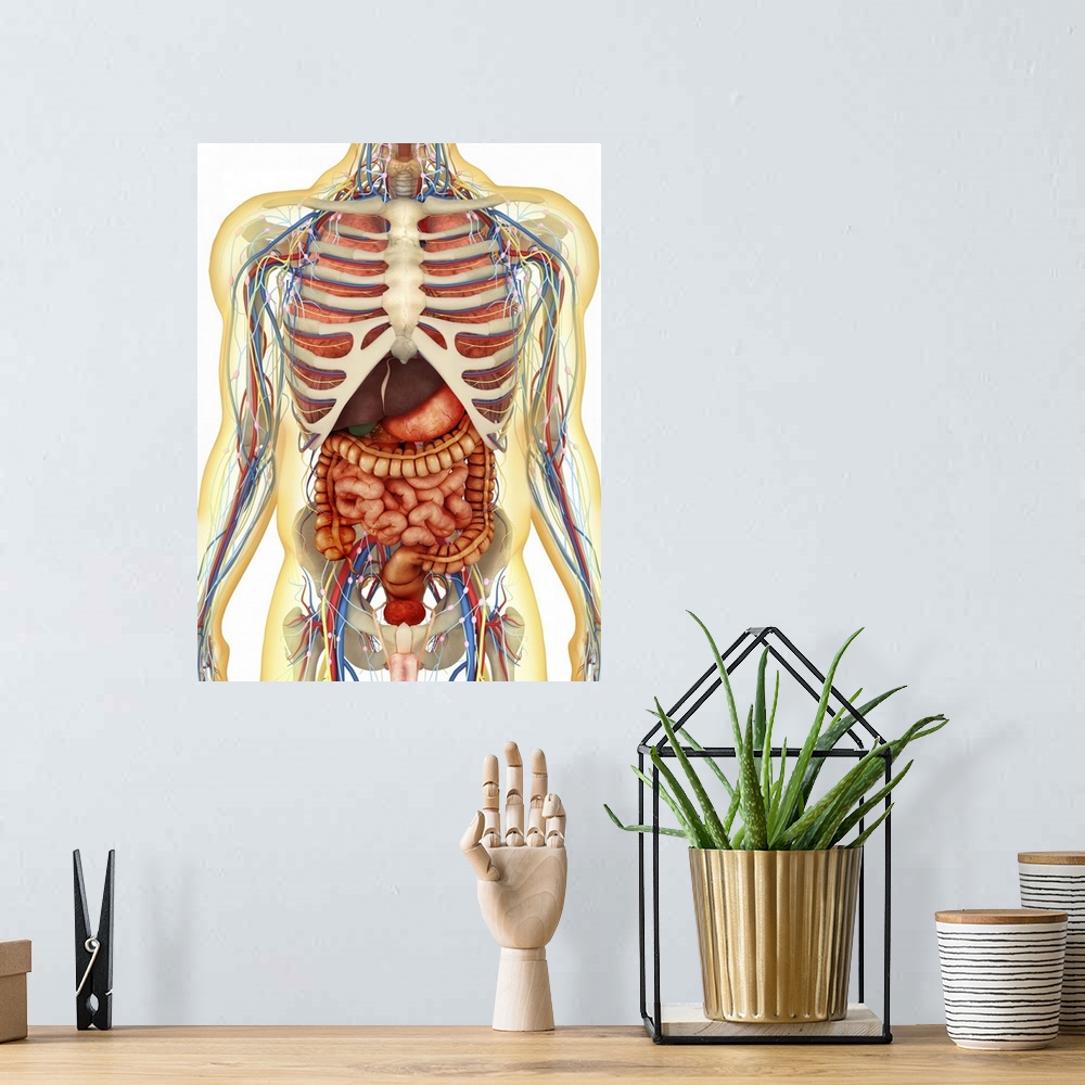 A bohemian room featuring Transparent human body with internal organs, nervous system, lymphatic system and circulatory sys...