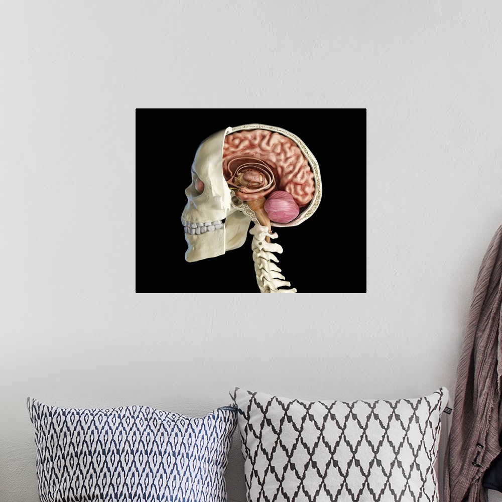 A bohemian room featuring Human skull mid sagittal cross-section with brain.