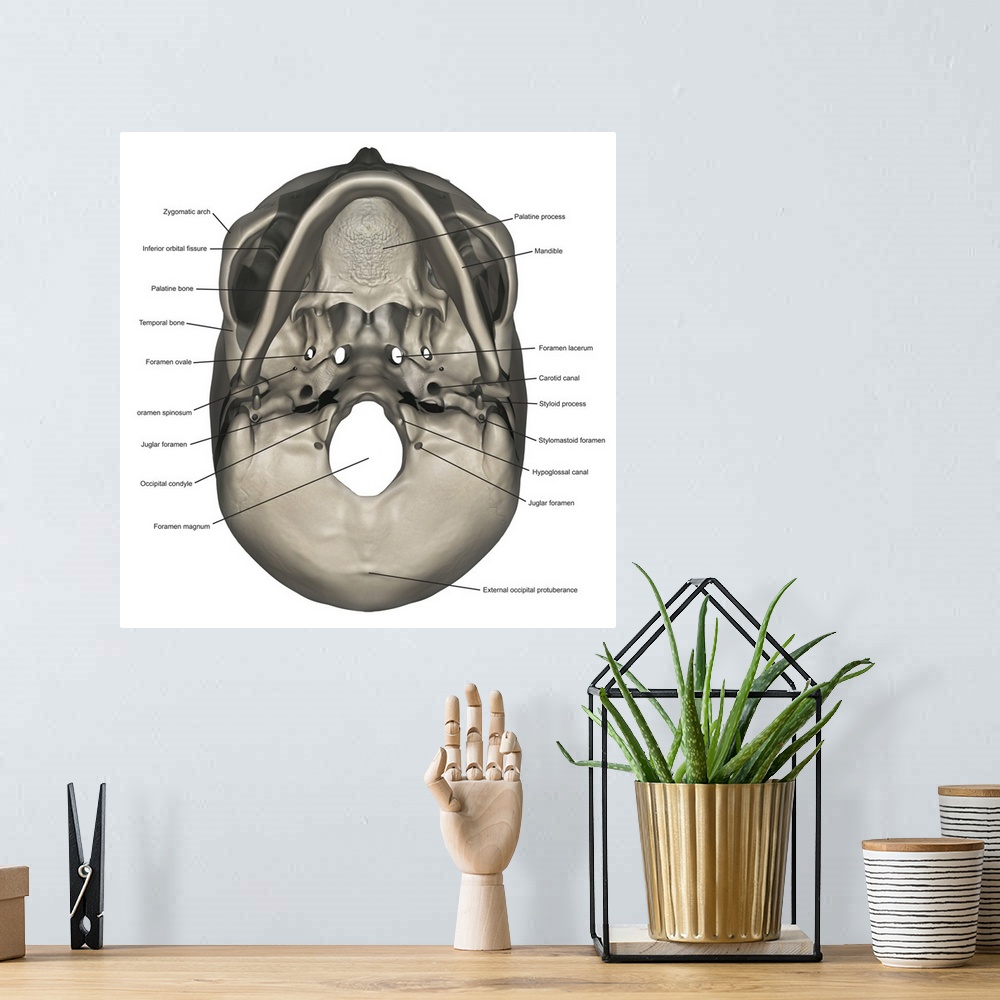 A bohemian room featuring Inferior view of human skull anatomy with annotations.