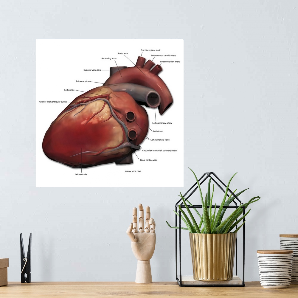 A bohemian room featuring Lateral view of human heart anatomy.