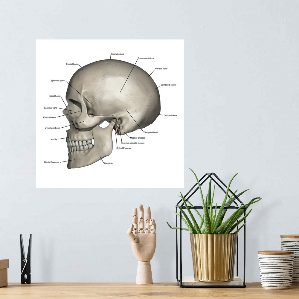 A bohemian room featuring Lateral view of human skull anatomy with annotations.