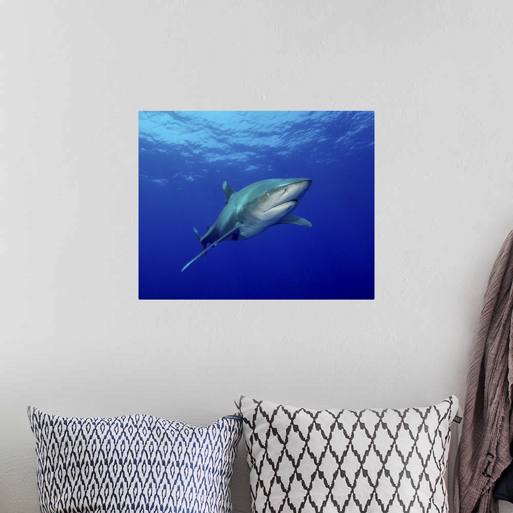 A bohemian room featuring Oceanic whitetip shark, Cat Island, Bahamas.