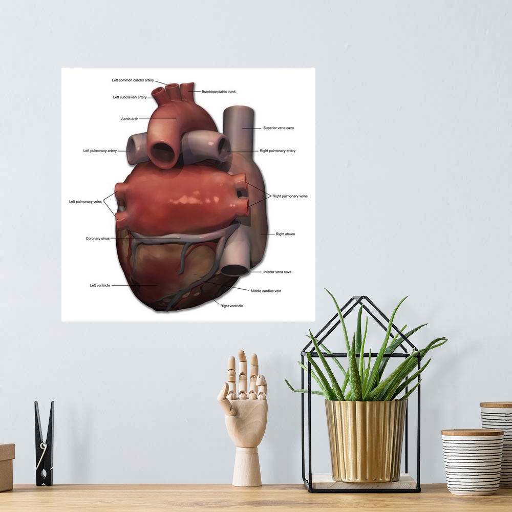 A bohemian room featuring Posterior view of human heart anatomy with annotations.