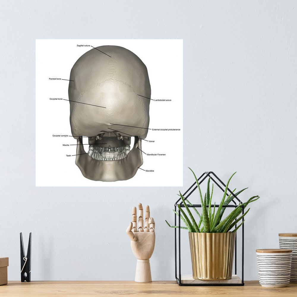 A bohemian room featuring Posterior view of human skull anatomy with annotations.