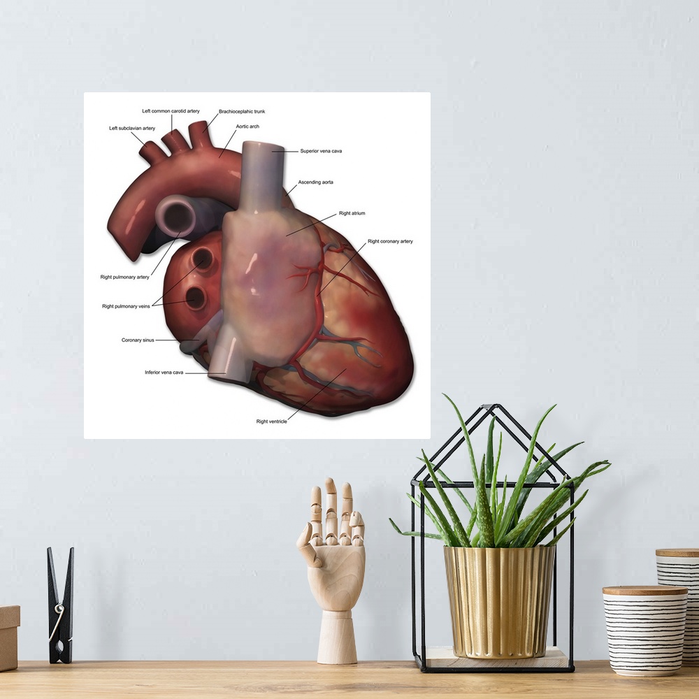 A bohemian room featuring Right lateral view of human heart anatomy with annotations.