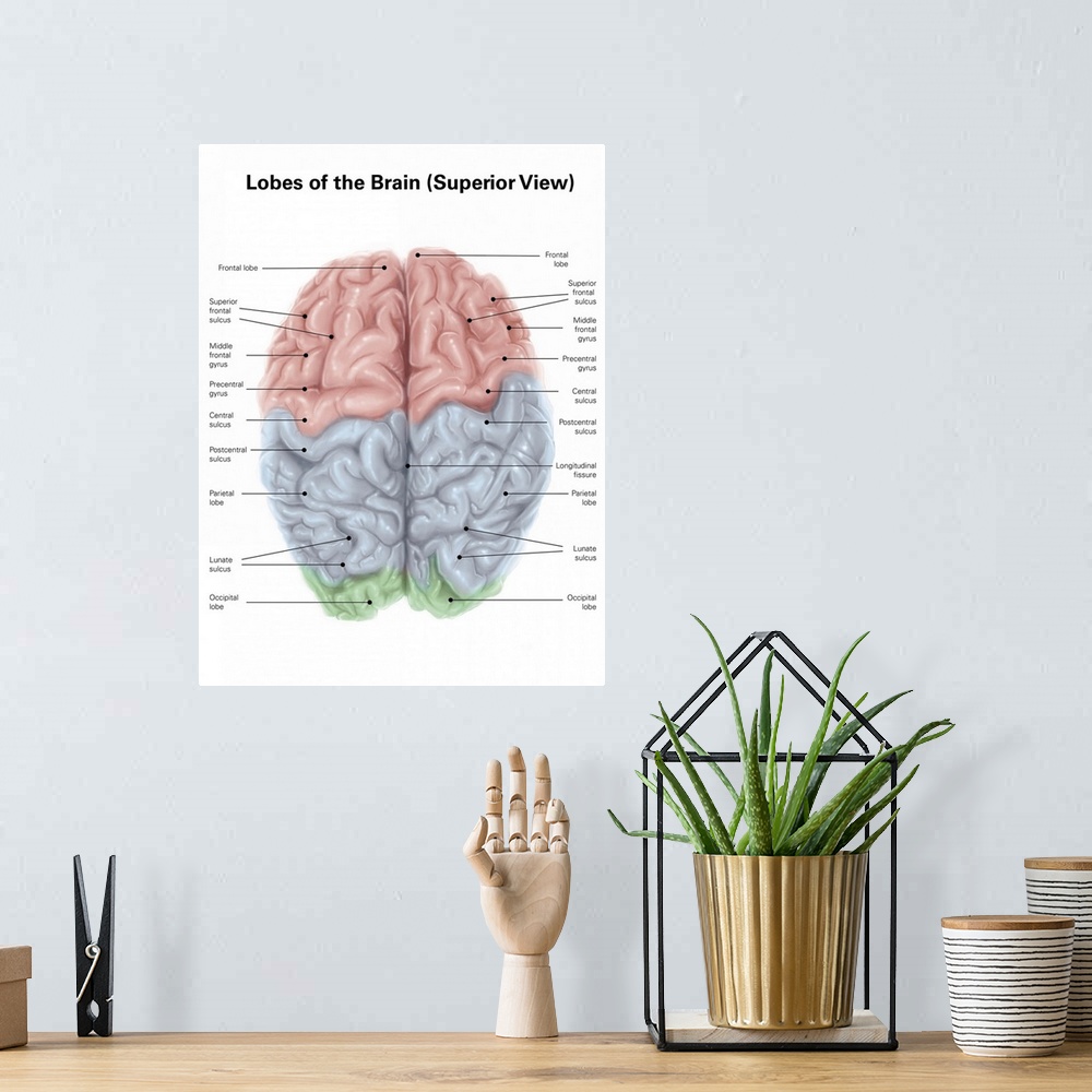 A bohemian room featuring Superior view of human brain with colored lobes and labels.