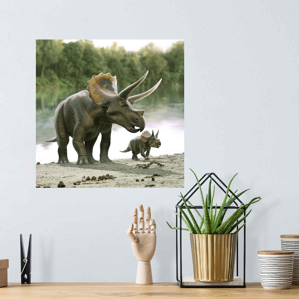 A bohemian room featuring Triceratops dinosaur with his calf.