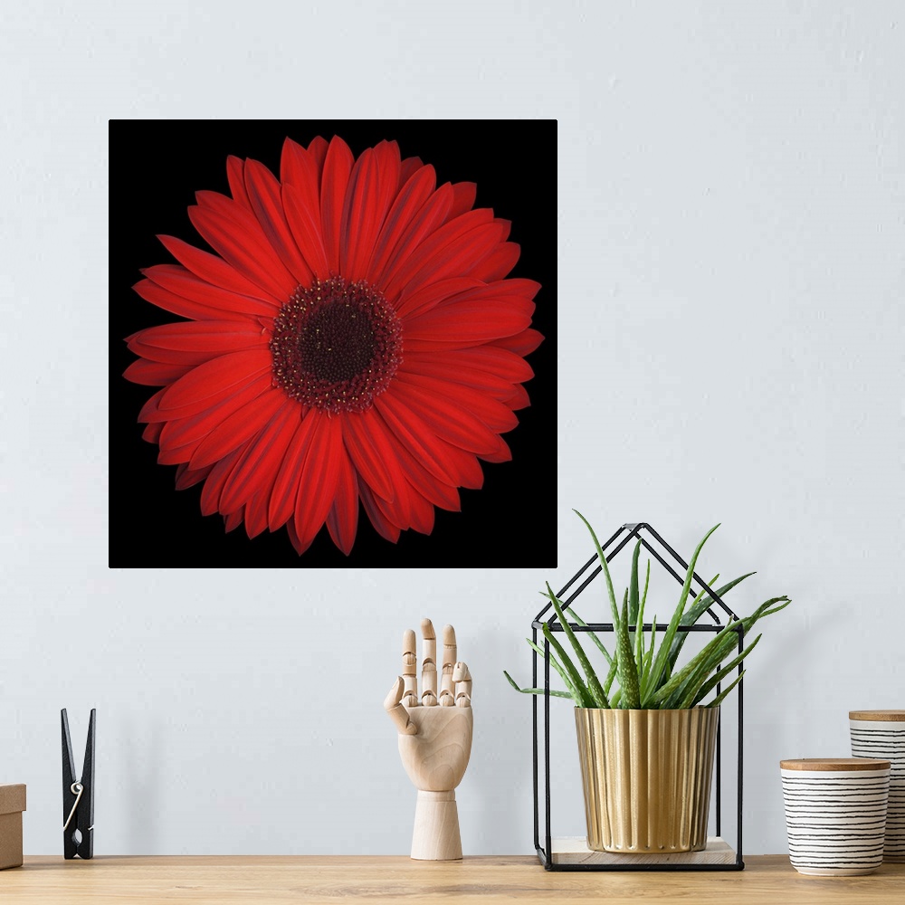 A bohemian room featuring Red Gerbera