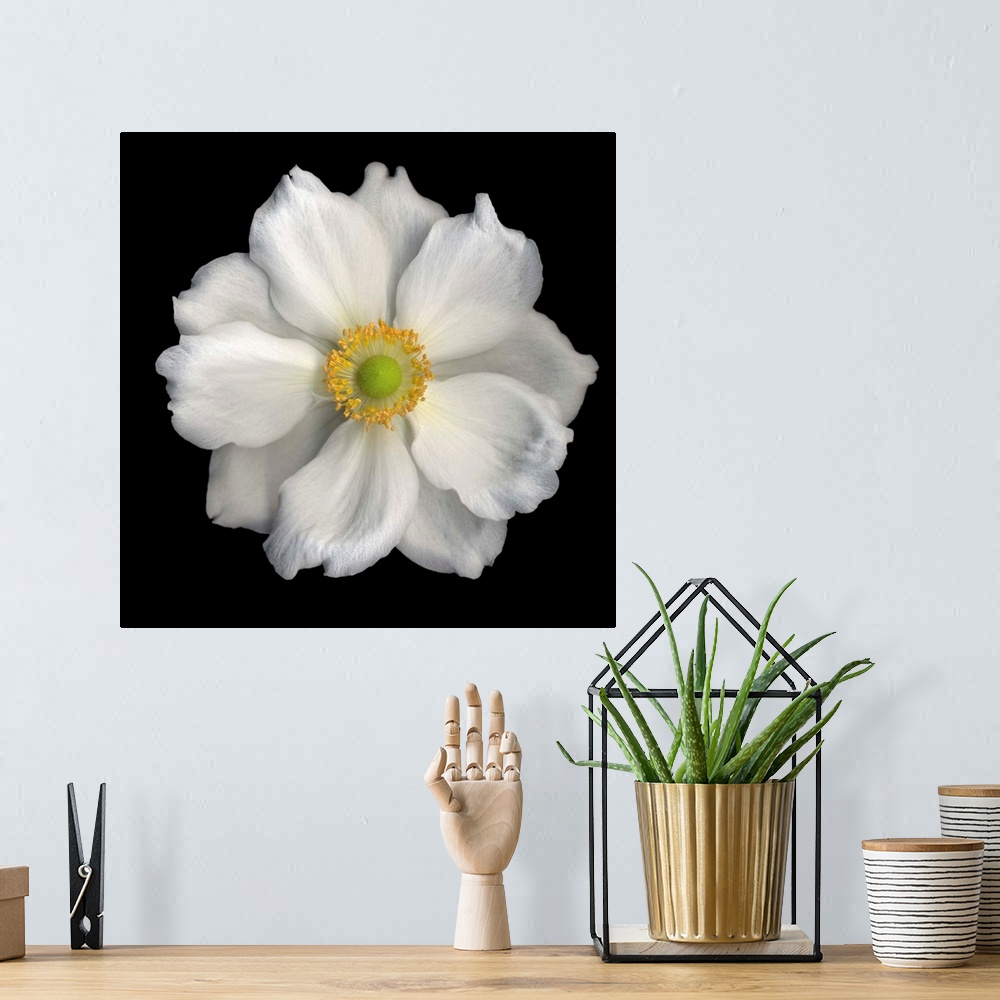 A bohemian room featuring White Anemone
