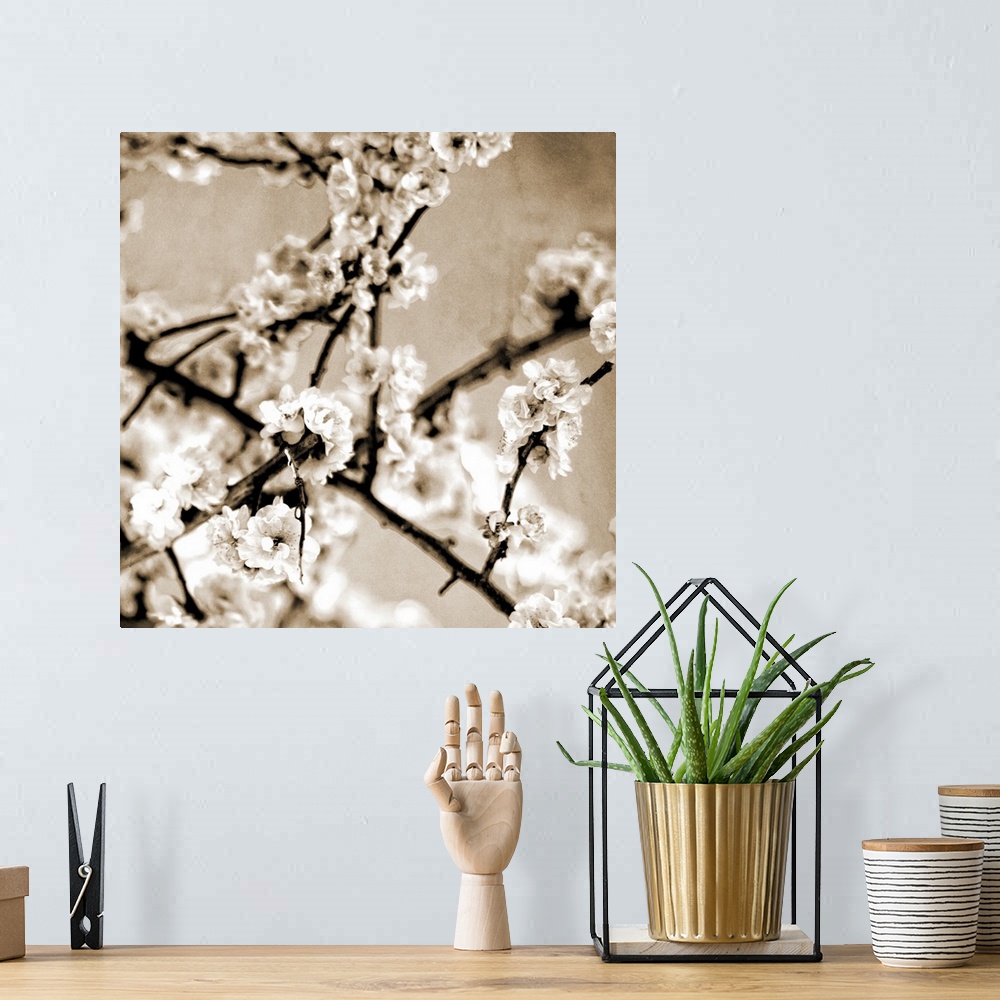 A bohemian room featuring Black and White Blossoms I