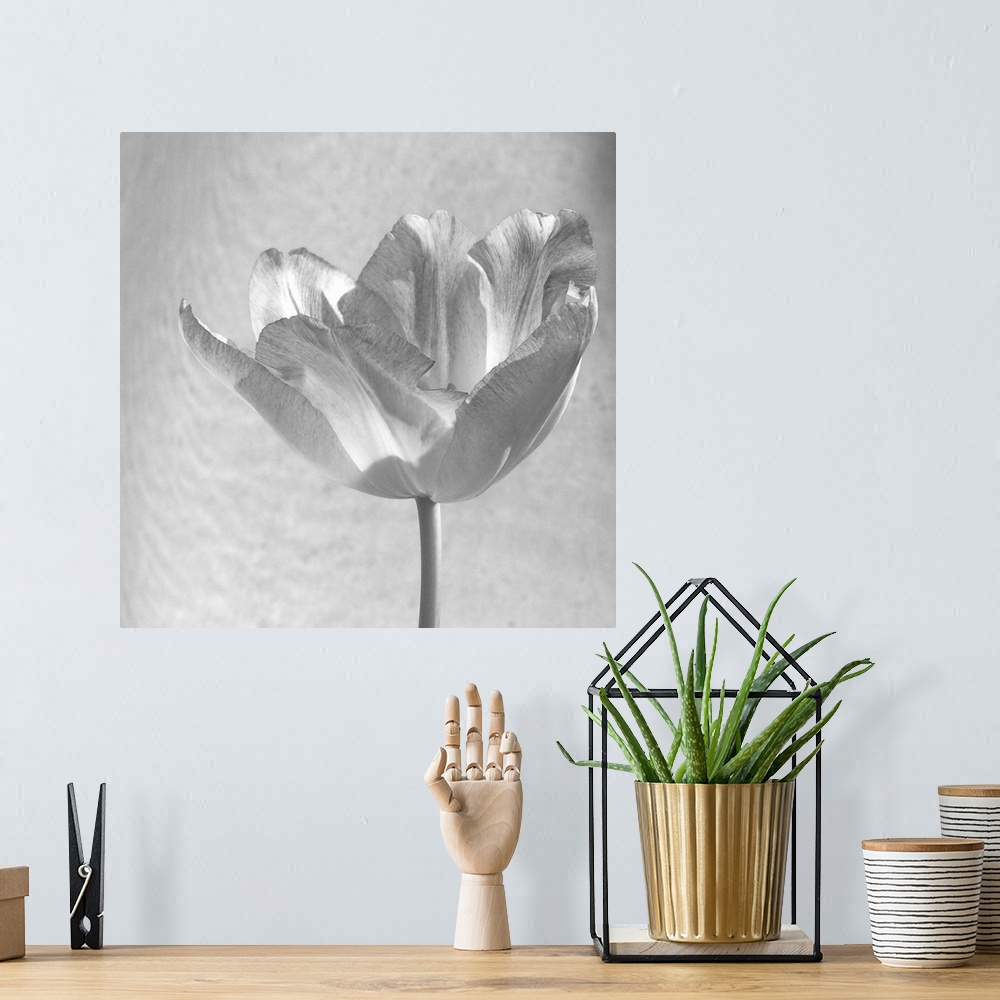 A bohemian room featuring Black and White Tulip