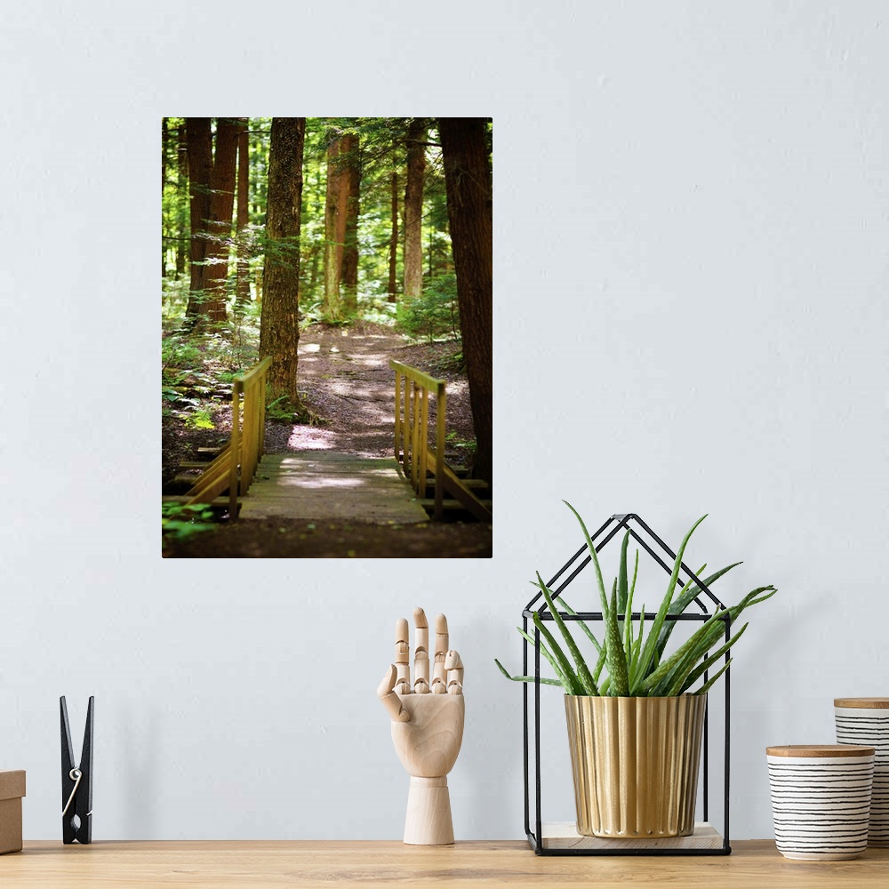 A bohemian room featuring A shady path through a verdant forest.