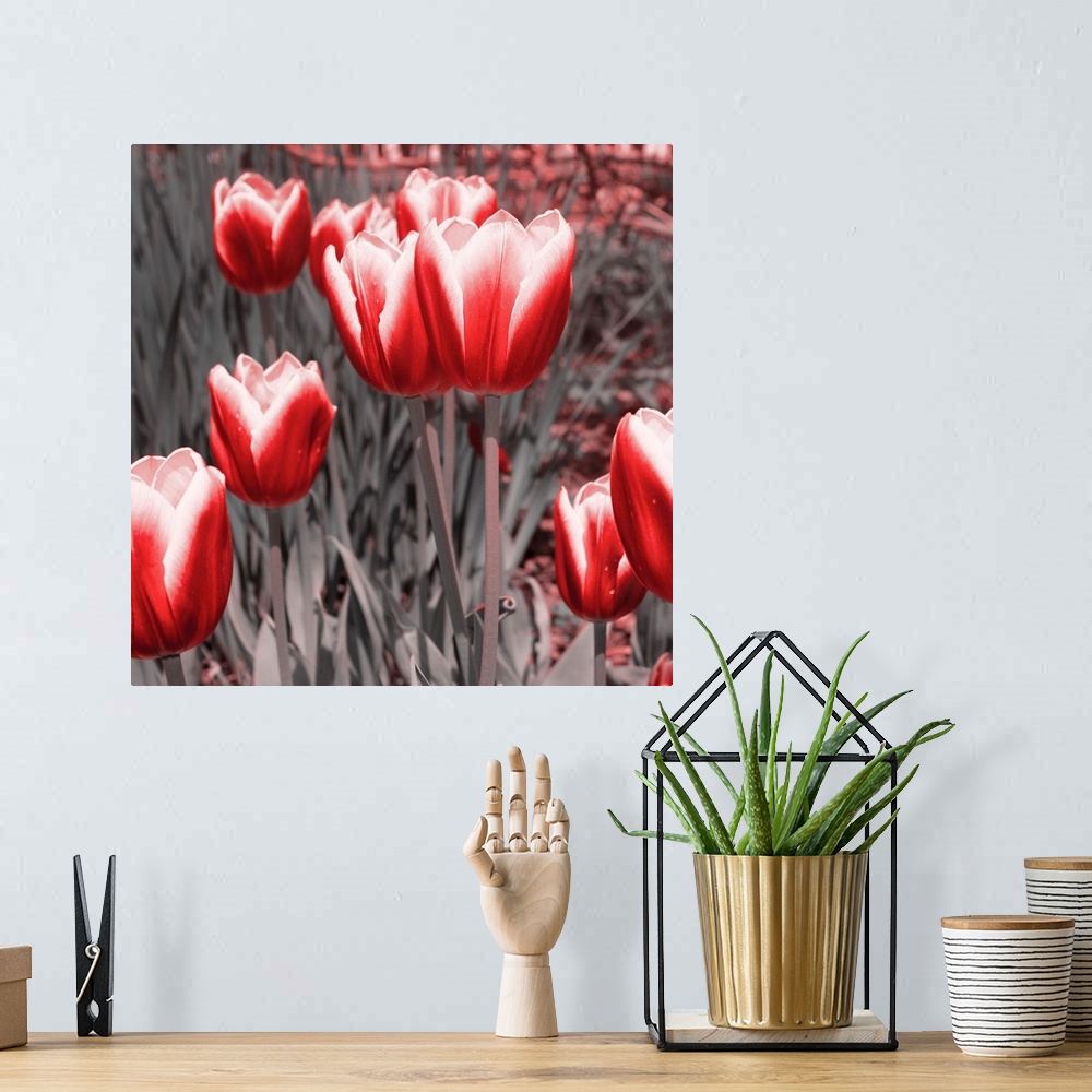 A bohemian room featuring Red Tulips II