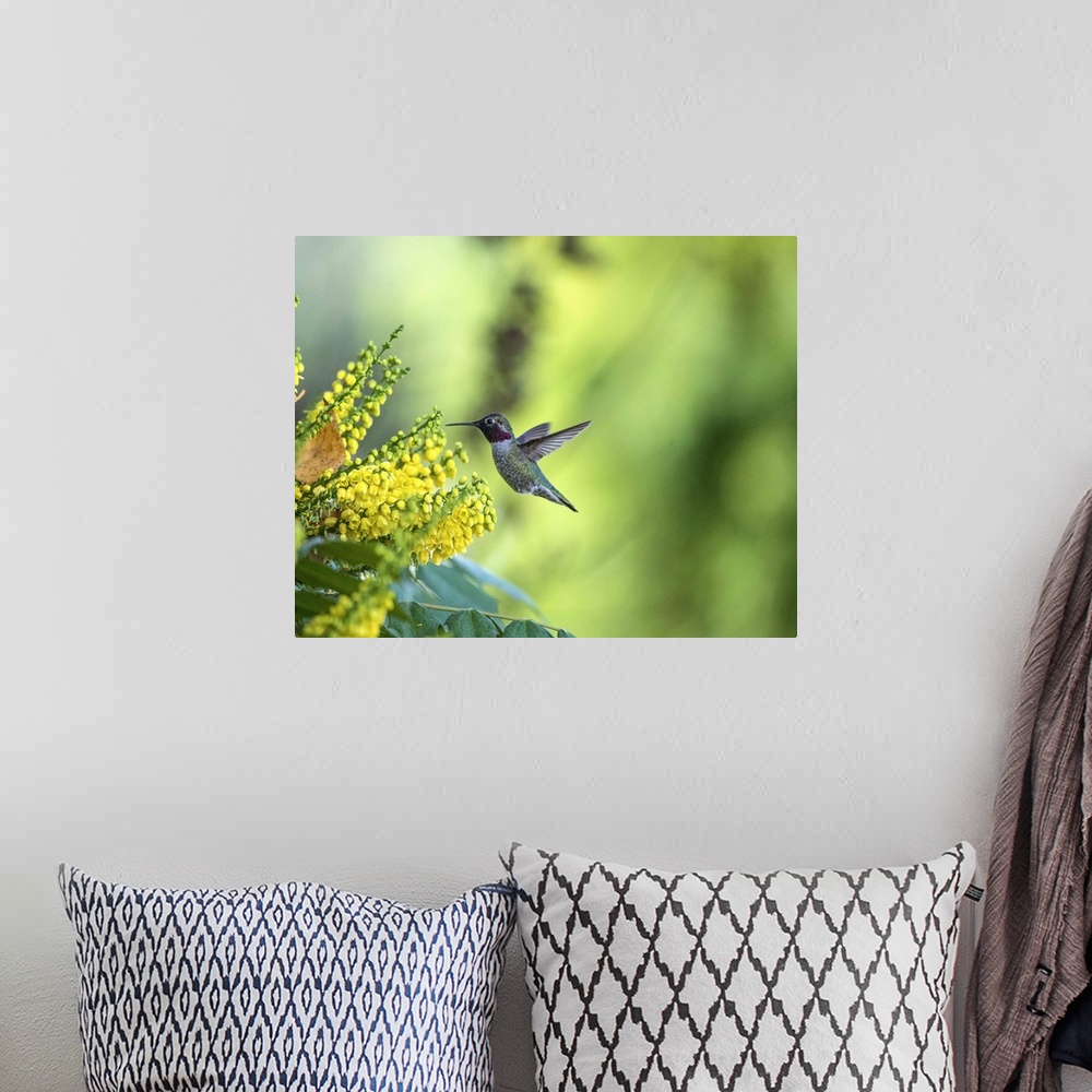 A bohemian room featuring A photograph of a hummingbird hovering up to a group of flowers.