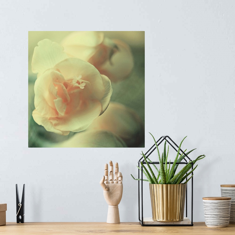 A bohemian room featuring Macro photo of a little yellow and rose flower with blurred background.