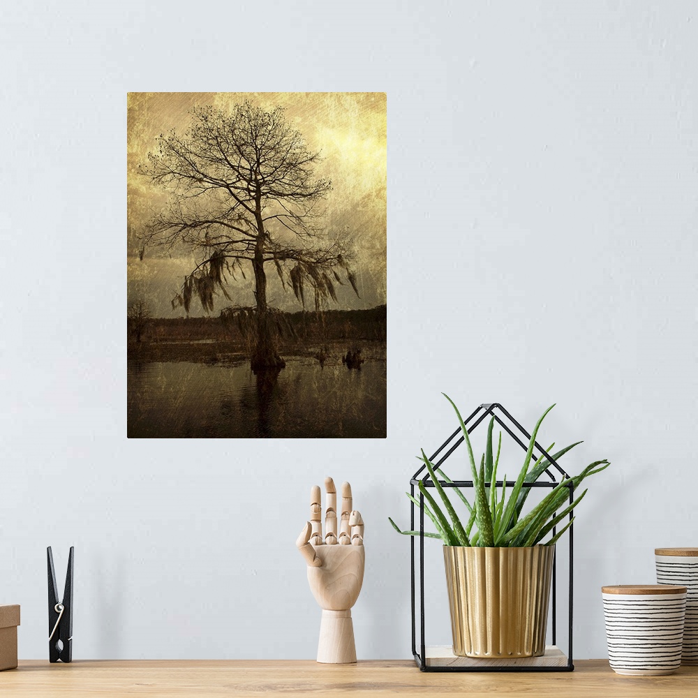A bohemian room featuring A lone cypress, its branches hanging with moss, stands against a golden sky in a Louisiana swamp.