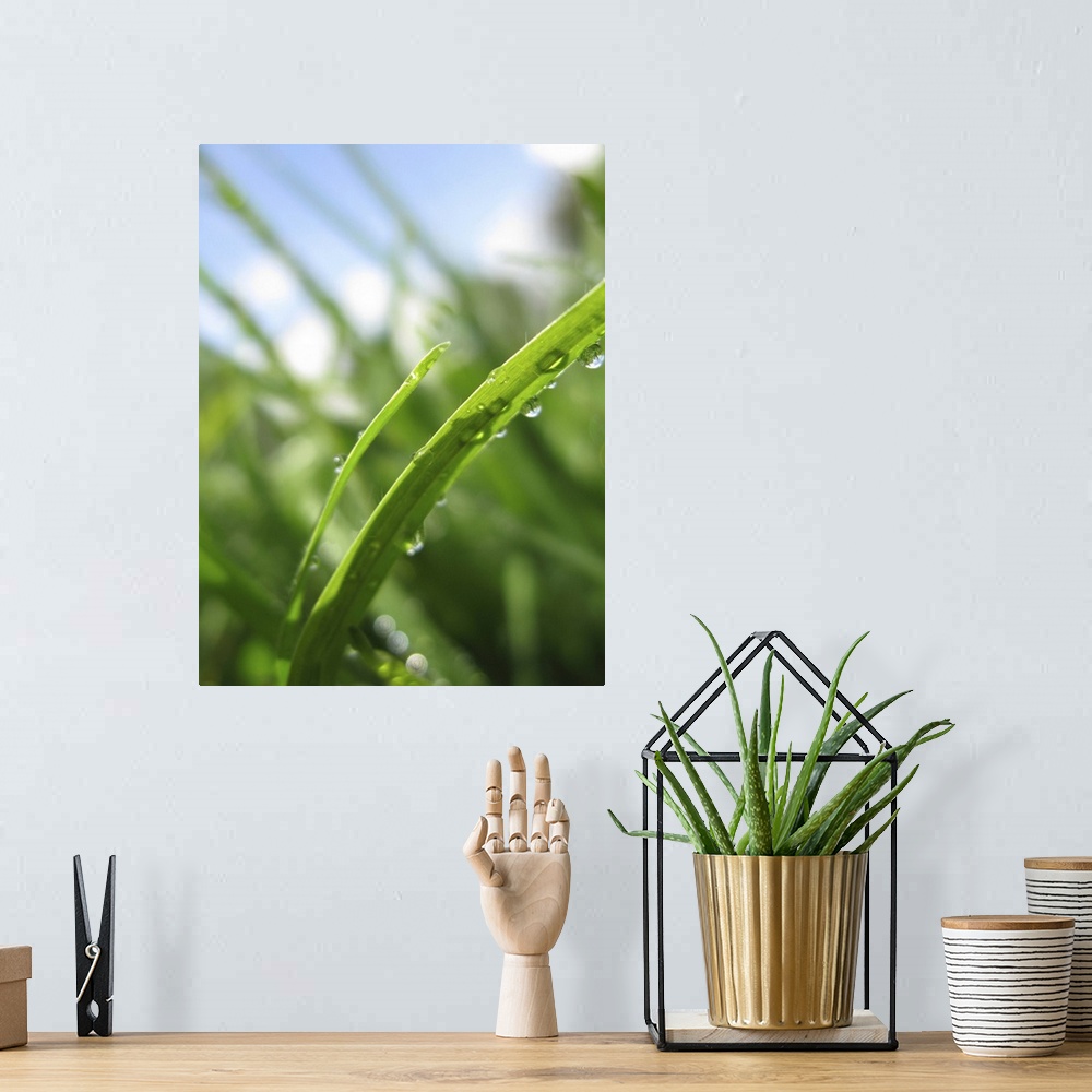 A bohemian room featuring macro shot of grass with water droplets in summer sunlight