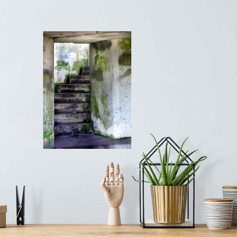 A bohemian room featuring A mossy damp stairway