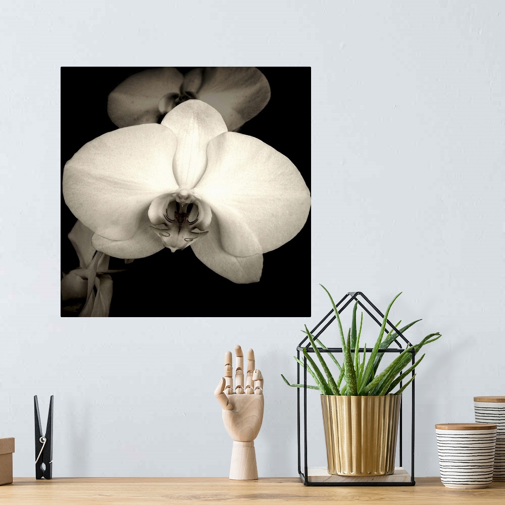 A bohemian room featuring A beautiful orchid in sepia.