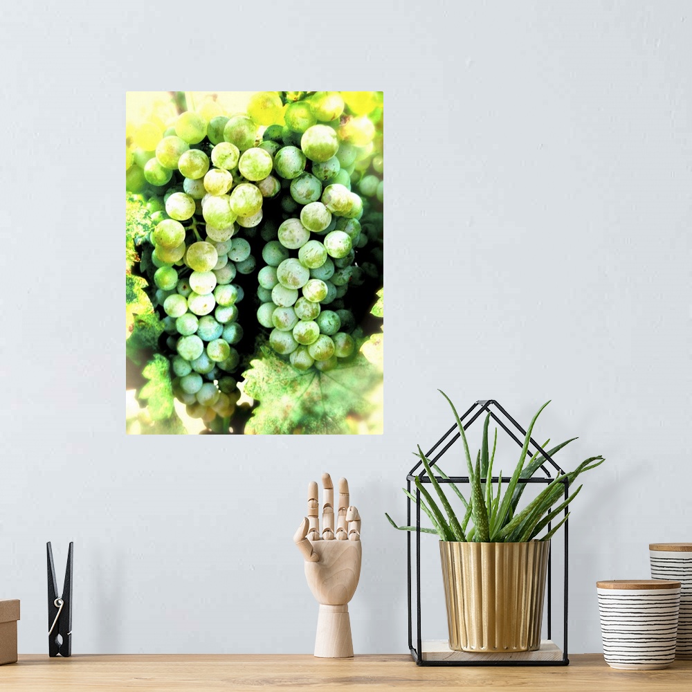 A bohemian room featuring A bunch of green grapes on a vine