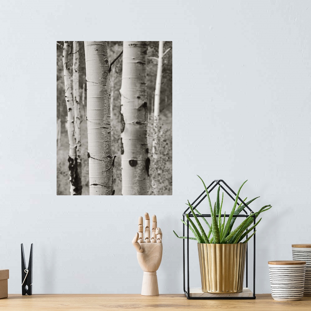 A bohemian room featuring A black and white photograph of a thicket of aspen trees.