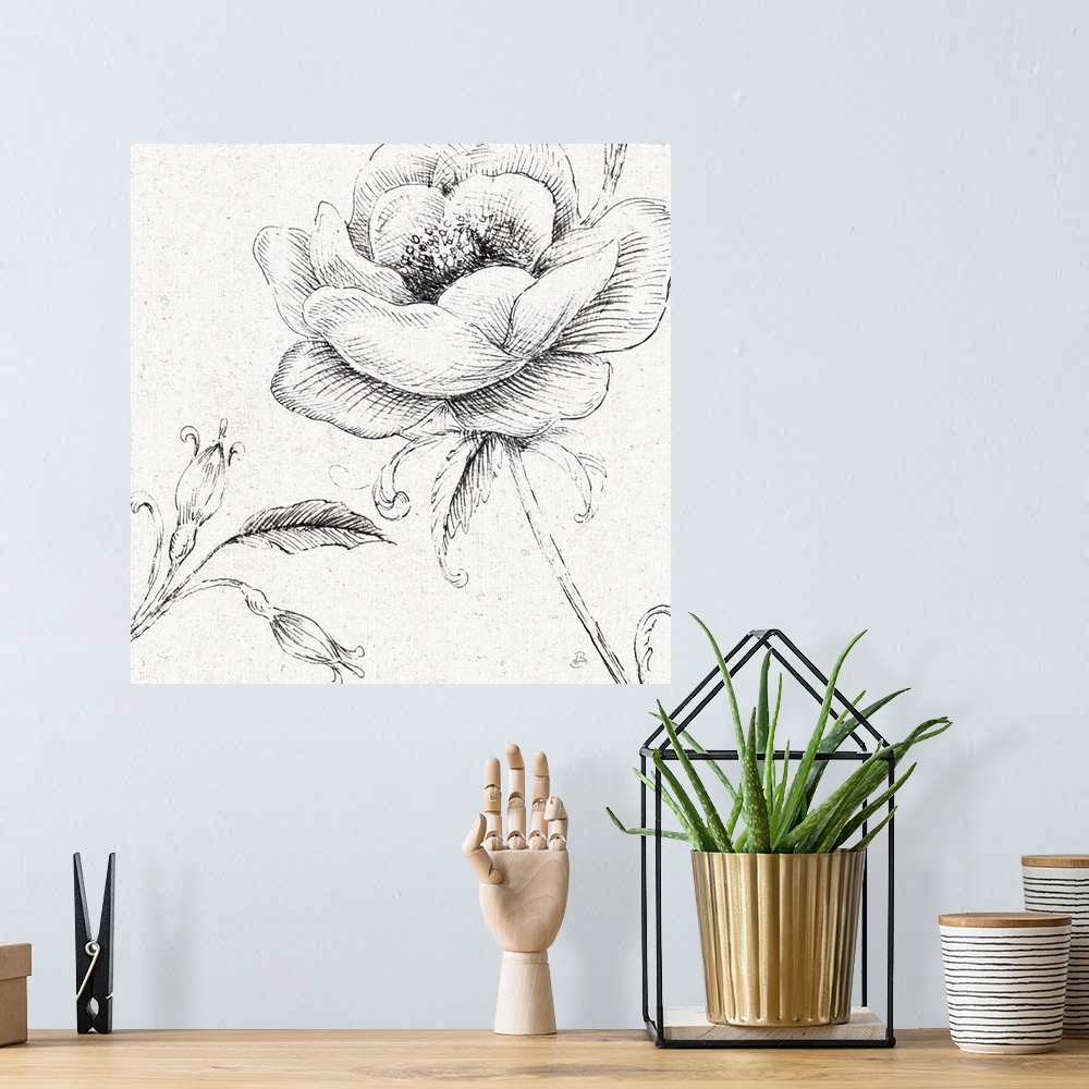 A bohemian room featuring Pencil outlines of a poppy flower on a  textured white background.