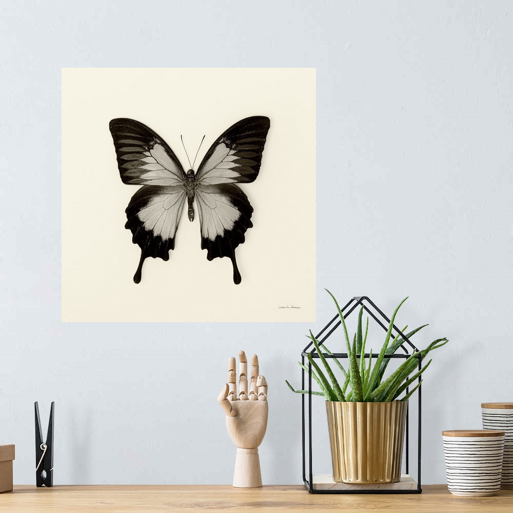 A bohemian room featuring Butterfly III Black and White