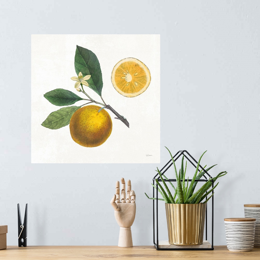 A bohemian room featuring Square art with an illustration of oranges and flowers on a white background.