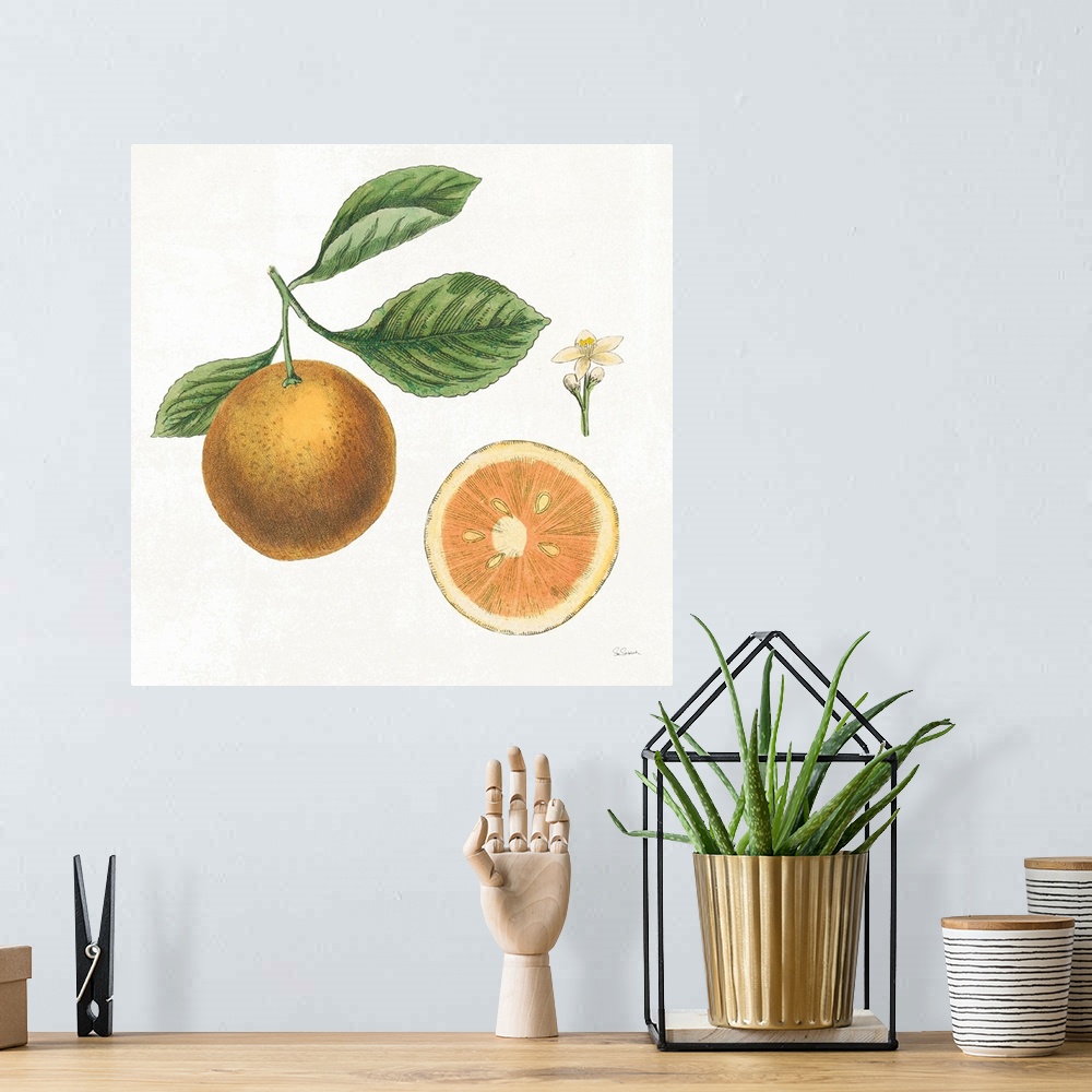 A bohemian room featuring Square art with an illustration of grapefruit and flowers on a white background.