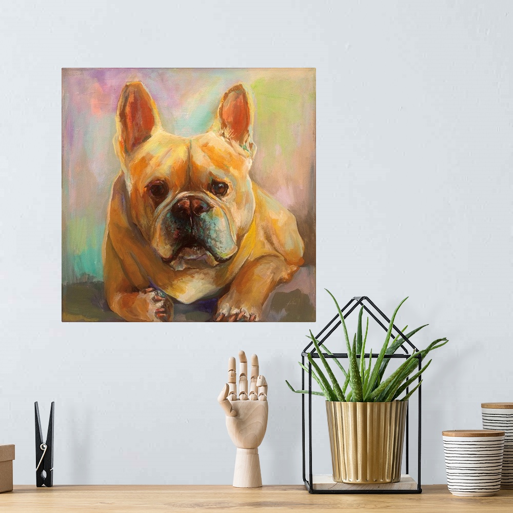 A bohemian room featuring Frenchie