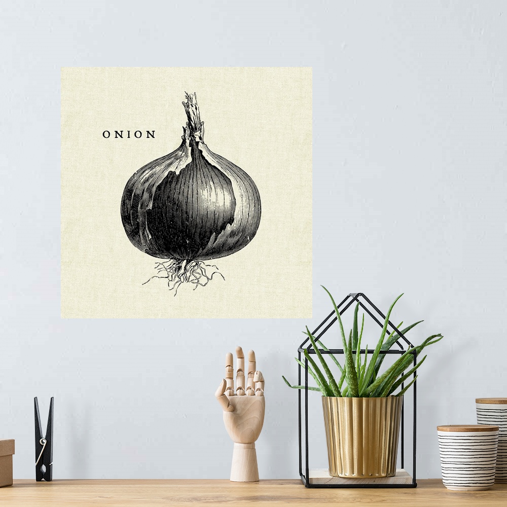 A bohemian room featuring Black and white illustration of an onion on a rustic linen background.